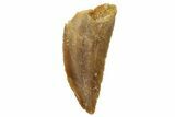 Serrated, Raptor Tooth - Real Dinosaur Tooth #236911-1